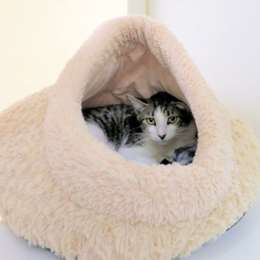 Indian River County Pet of the Week - Week of November 22